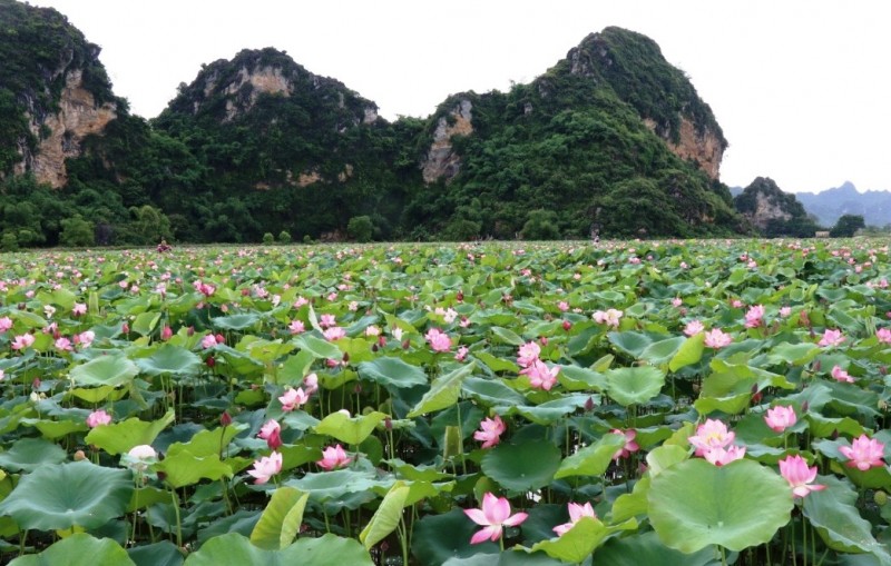 Tinh khôi hương sen ngày hạ