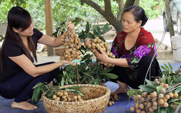 Nhãn chín muộn mất mùa do thời tiết