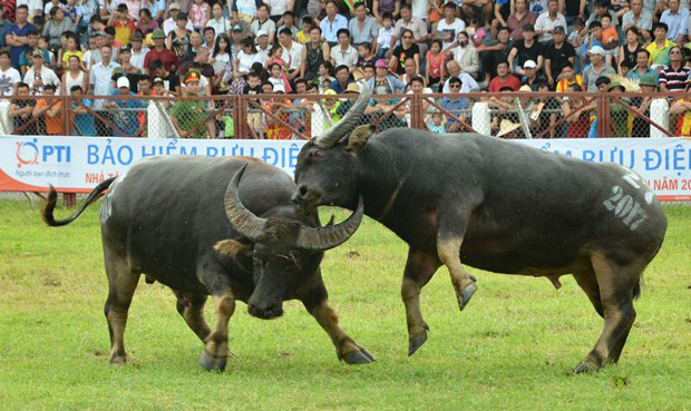 le hoi choi trau do son kiem tra chat kich thich truoc chung ket