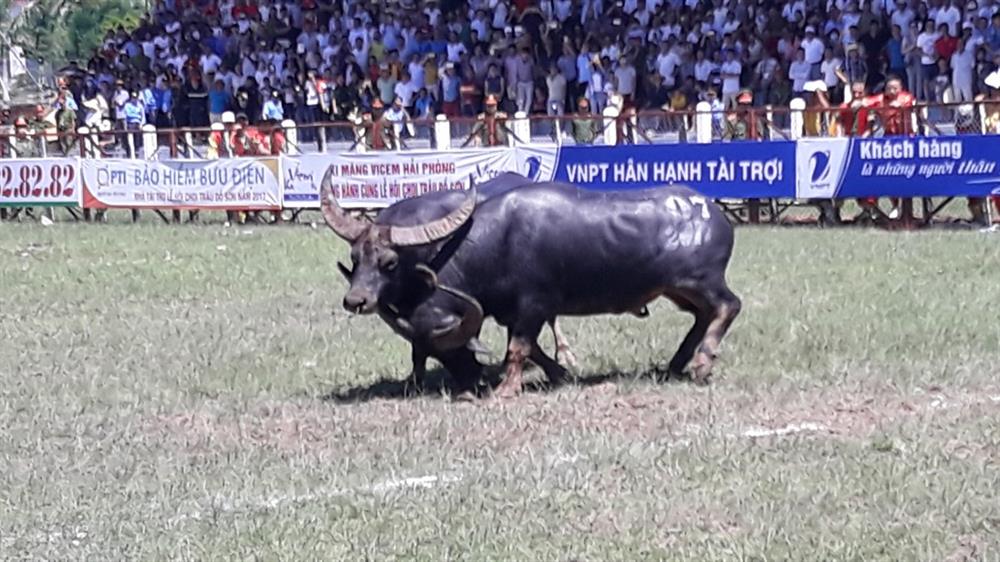 trau so 20 gianh chuc vo dinh le hoi choi trau do son