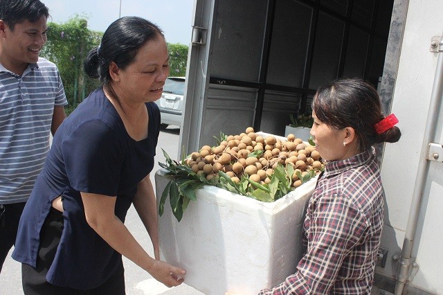 Nhãn chín muộn xuất sang châu Âu và Mỹ