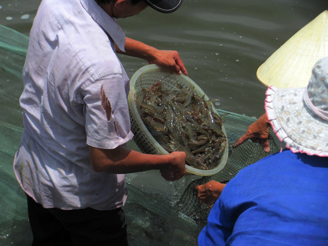 chat vat vuot qua mua bao nguoi nuoi tom thang lon vi gia tang cao