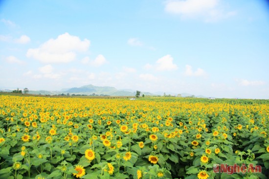 Doanh nhân Thái Hương: Người tạo “đế chế” sữa tươi