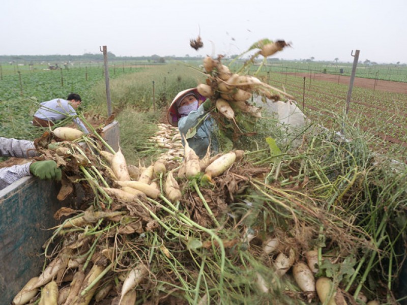 ky 1 nen nong nghiep van con nhieu bat cap