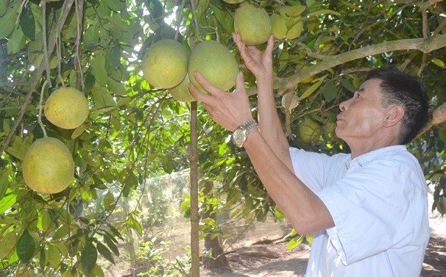 Huyện Mỹ Đức đẩy mạnh phát triển sản xuất nông nghiệp