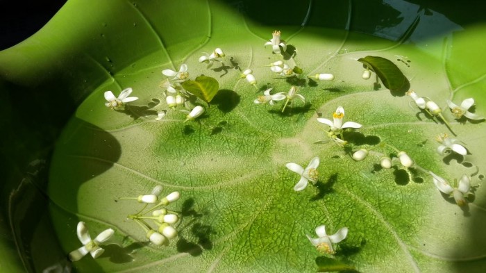 Nồng nàn hoa bưởi tháng Ba