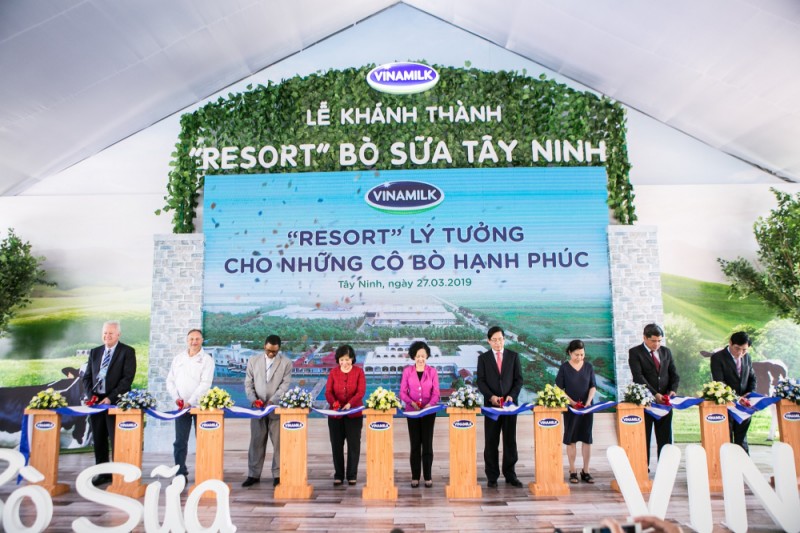 resort bo sua vinamilk tay ninh ngoi nha ly tuong cua nhung co bo hanh phuc