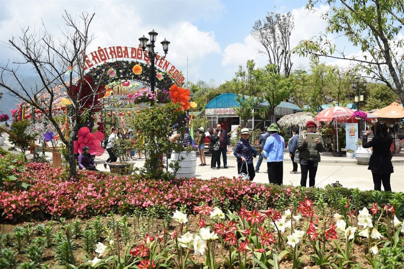 chiem nguong 40 loai hoa do quyen tren dinh fansipan