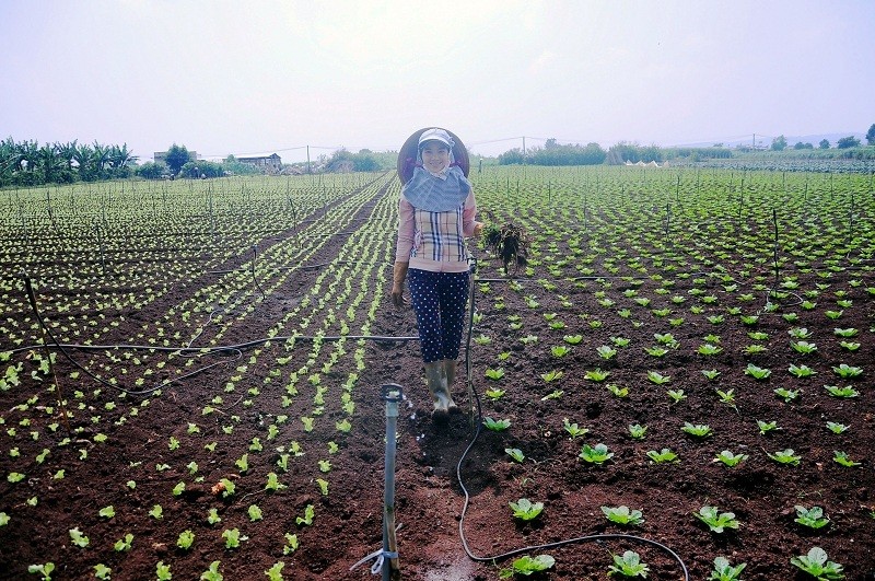 Nông dân “lên đời” nhờ bắt tay với doanh nghiệp